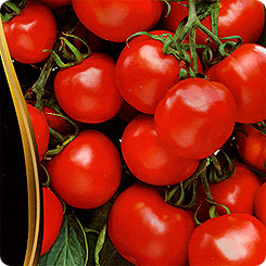 Набор томатов Невероятный урожай 725 р. + бесплатная доставка