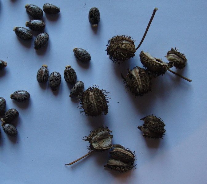 Семена клещевины