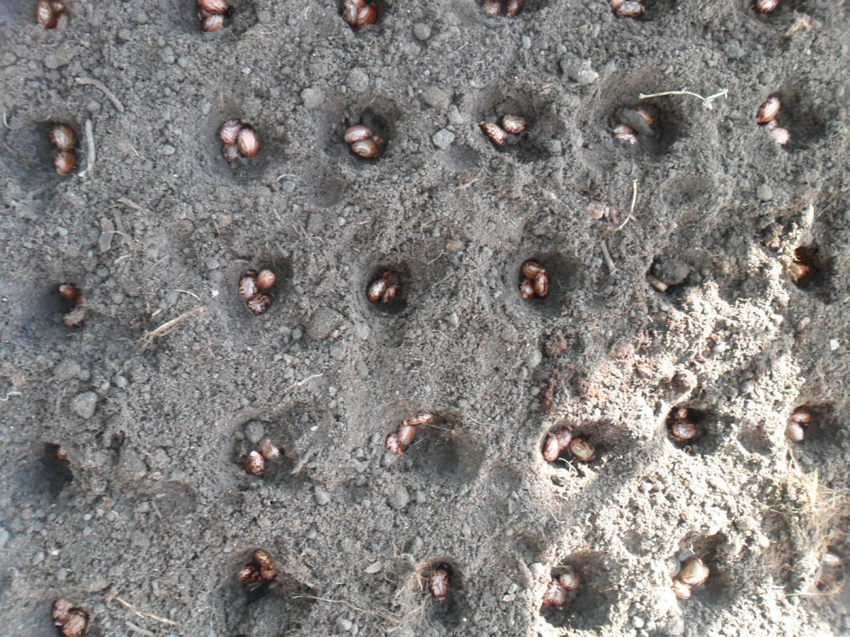 Посадка семян клещевины в открытый грунт