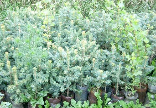 Саженцы пихты Саженцы пихты