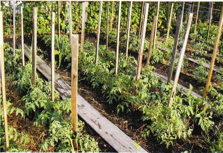 ������������ �������