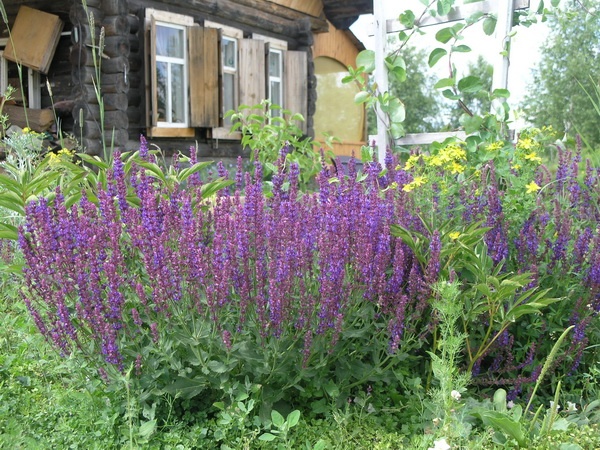 ������� ���������