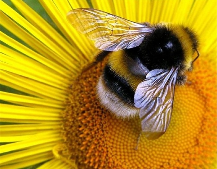Как отвадить пчел и не навредить им?