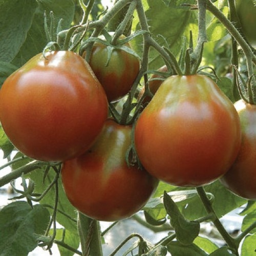 Необычные сорта томатов - белоплодные и черноплодные