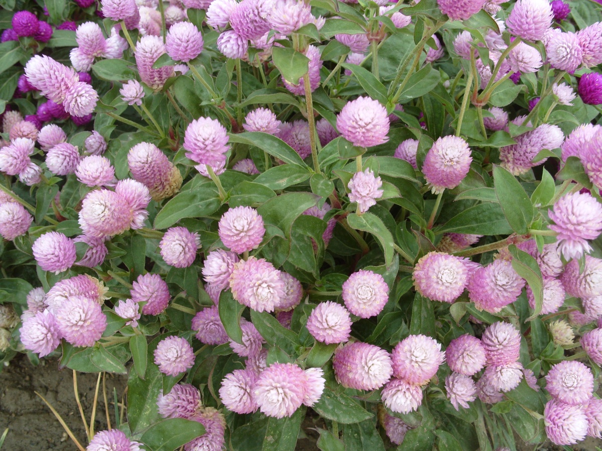 'Baddy Rosea' 'Baddy Rosea'