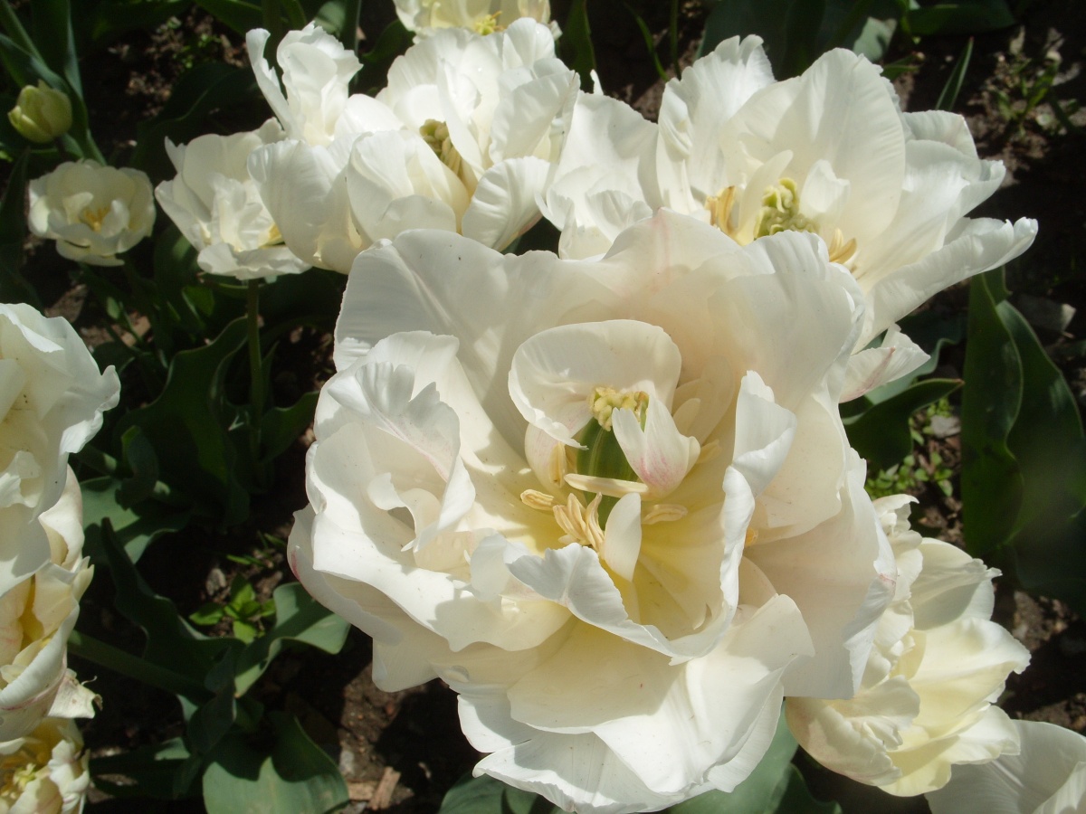 10 лучших сортов Махровых Ранних тюльпанов