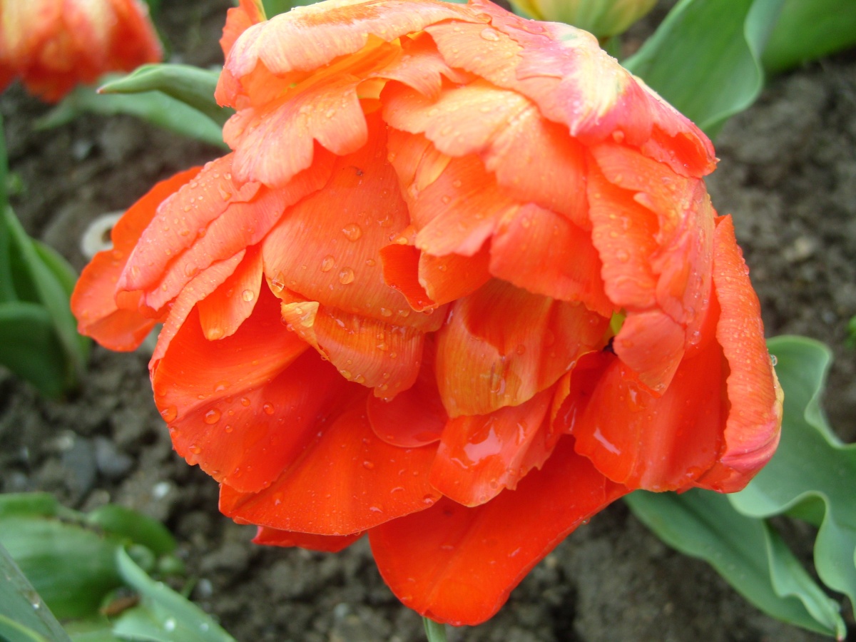 10 лучших сортов Махровых Ранних тюльпанов