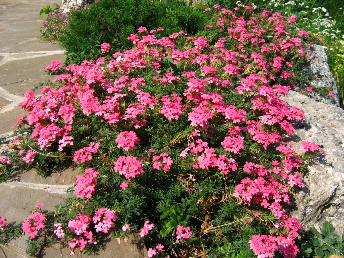 10 растений для вашего сада цветущих в июле