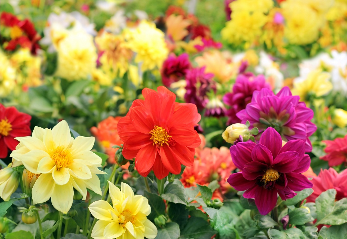 15 цветущих культур для посева в апреле
