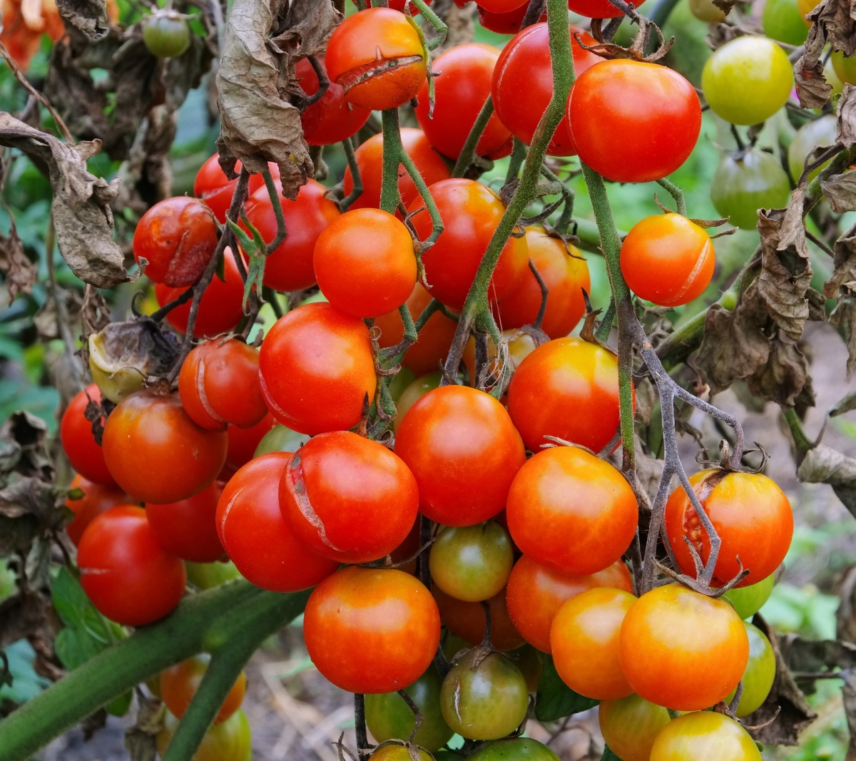 Фитофтора каждый год губит томаты