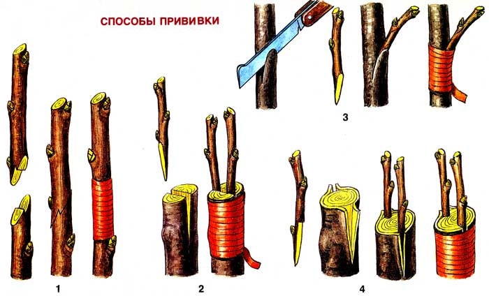 Способы прививки