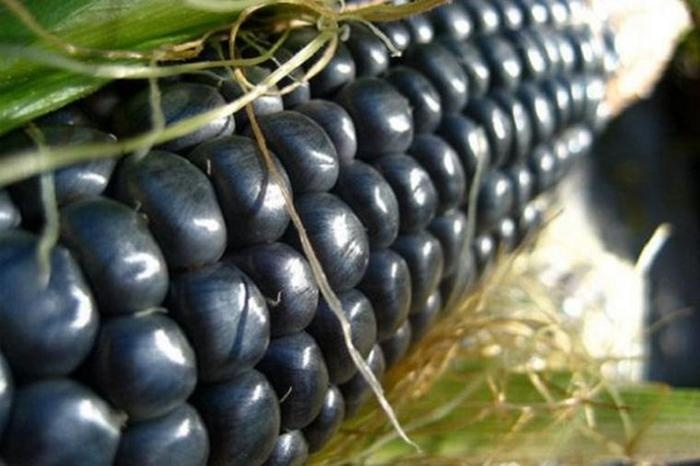 сорт кукурузы фиолетовой хоппи сорт кукурузы фиолетовой хоппи
