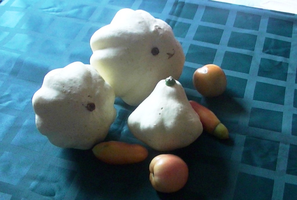 Cucurbita pepo var. patisson �� �����