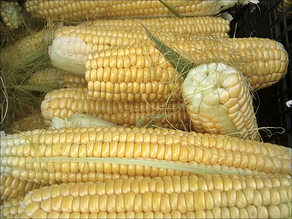 Сорт кукурузы Добрыня Сорт кукурузы Добрыня