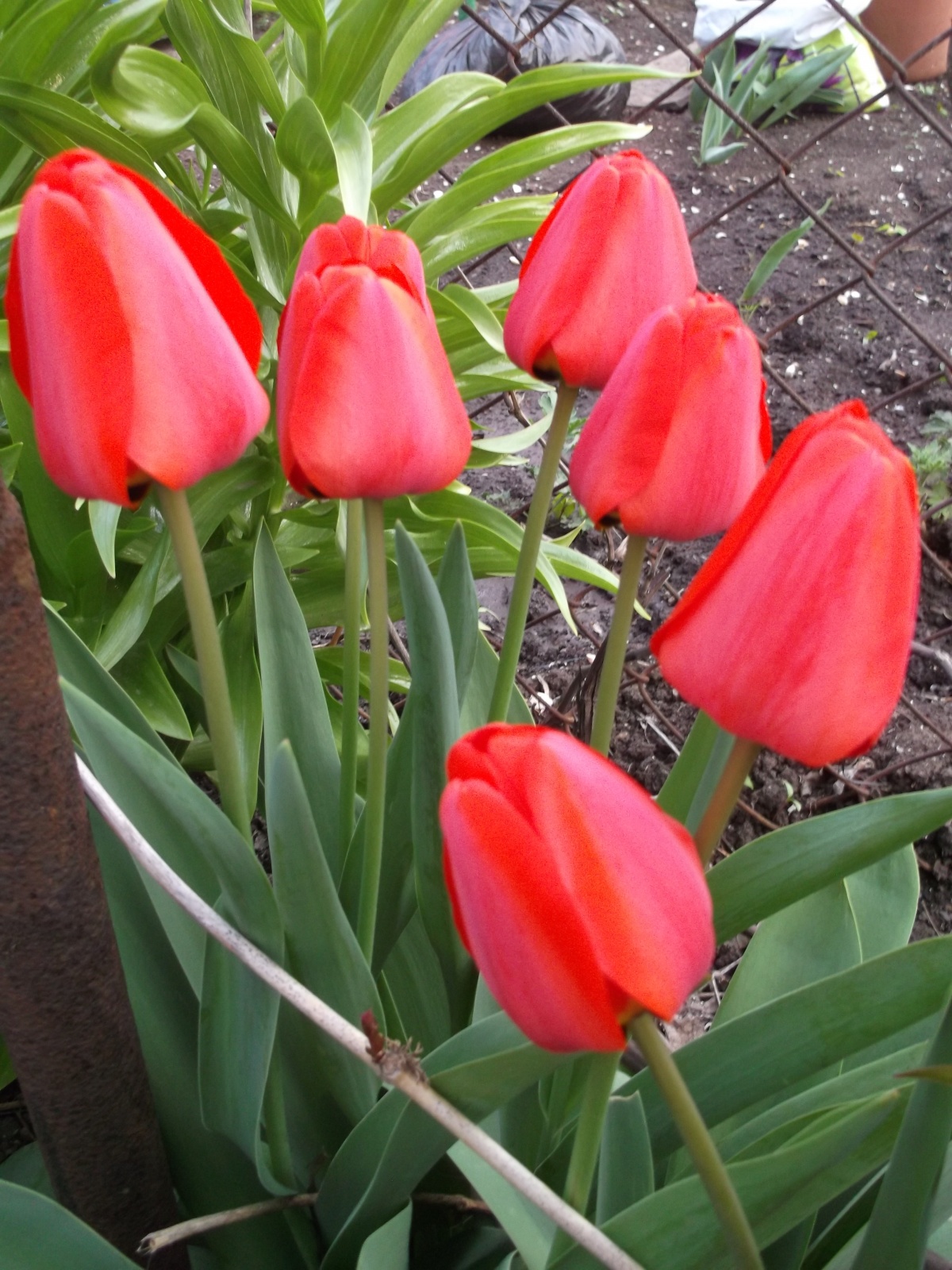Тюльпаны бывают разные - желтые, белые, красные...