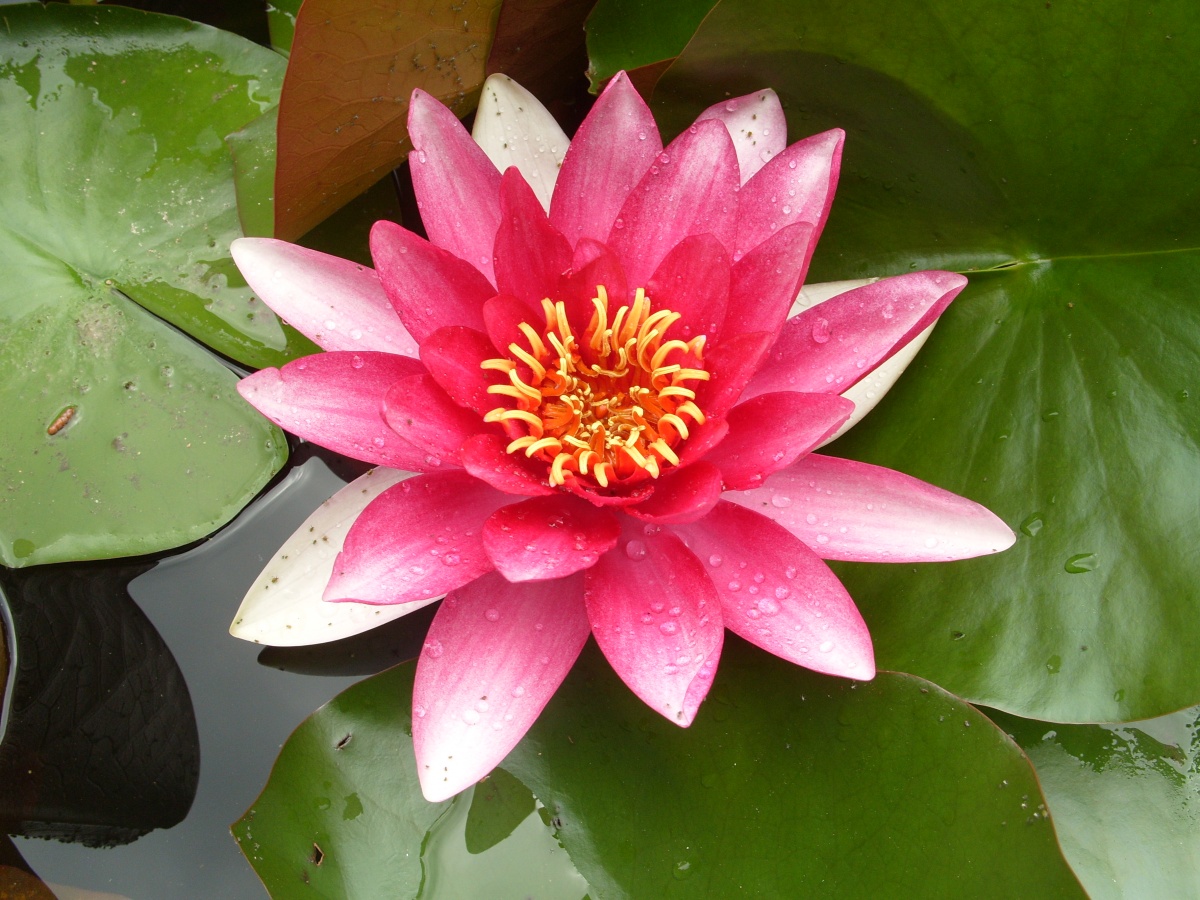 кувшинка для искусственного водоема #15