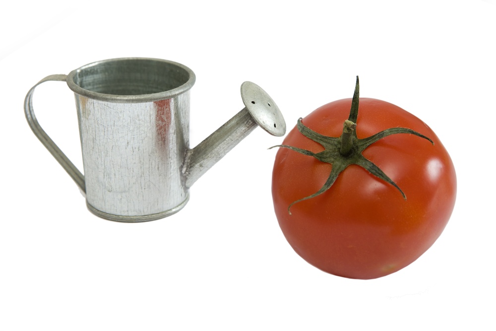 Полив и подкормка томатов