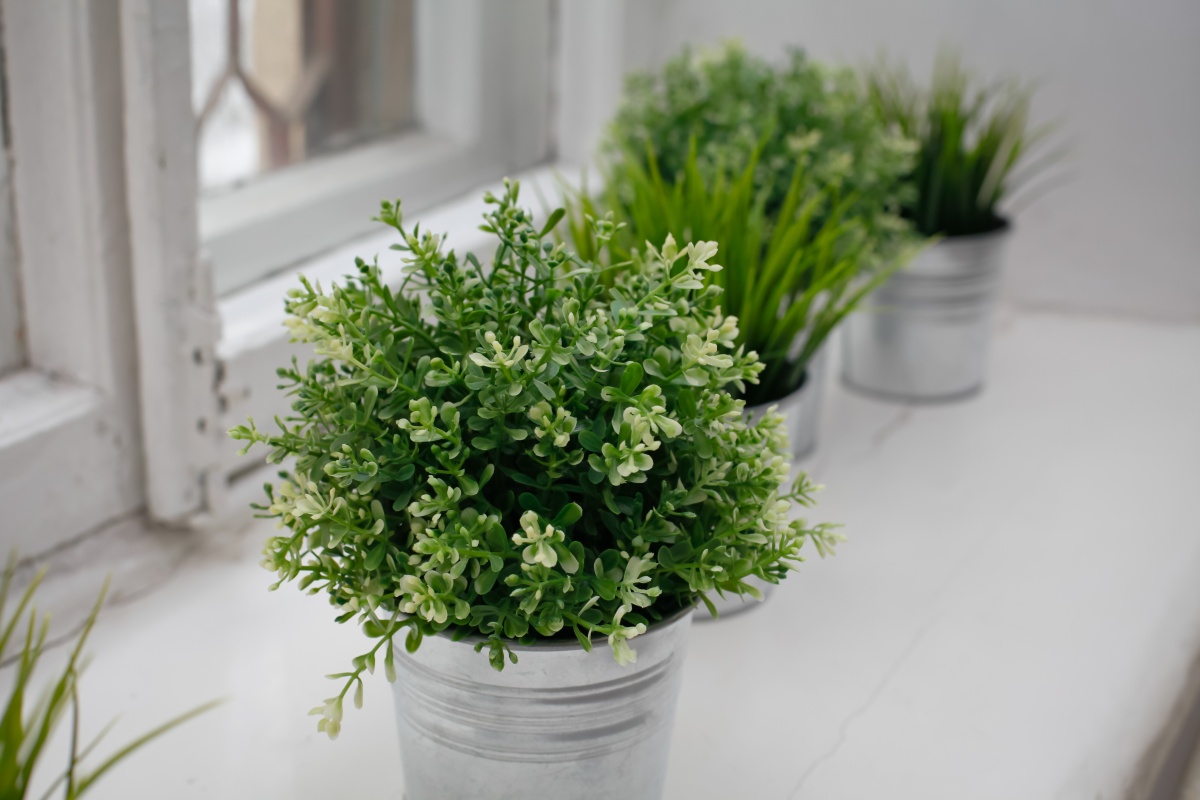 Растения на подоконнике